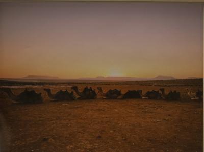 Sunrise Camels: photograph
